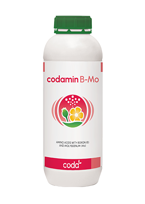 Codamin B-Mo